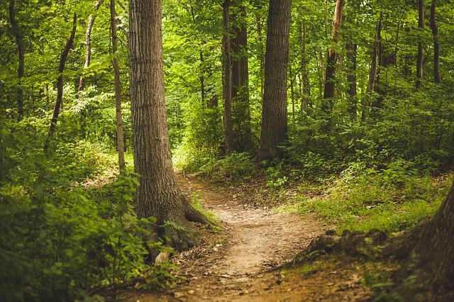 Avviso indagine di mercato per affidamento fornitura foraggio per gli asini del Parco Mui Muscas