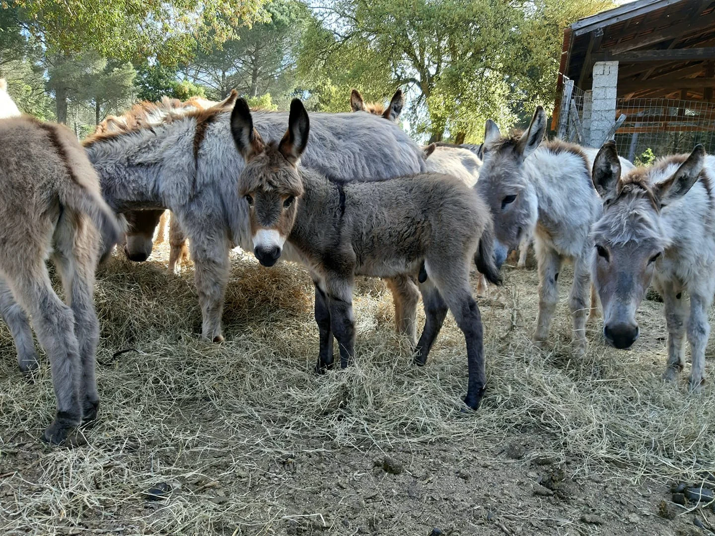 Avviso pubblico: Raccolta di manifestazioni di interesse per interviste promozionali da inserire nel sito del Parco dell’Asino Sardo “Mui Muscas”