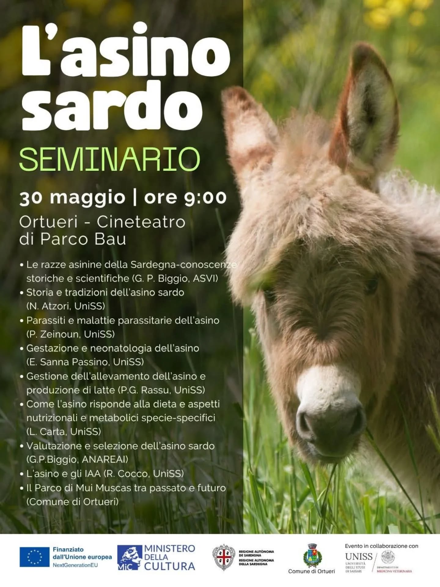 L’Asino Sardo: storia, salute e valorizzazione di una razza simbolo della Sardegna