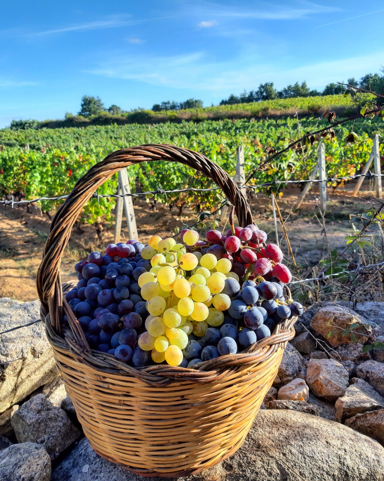 Mandrolisai Wine & Music Festival | Modulo di adesione delle cantine del territorio